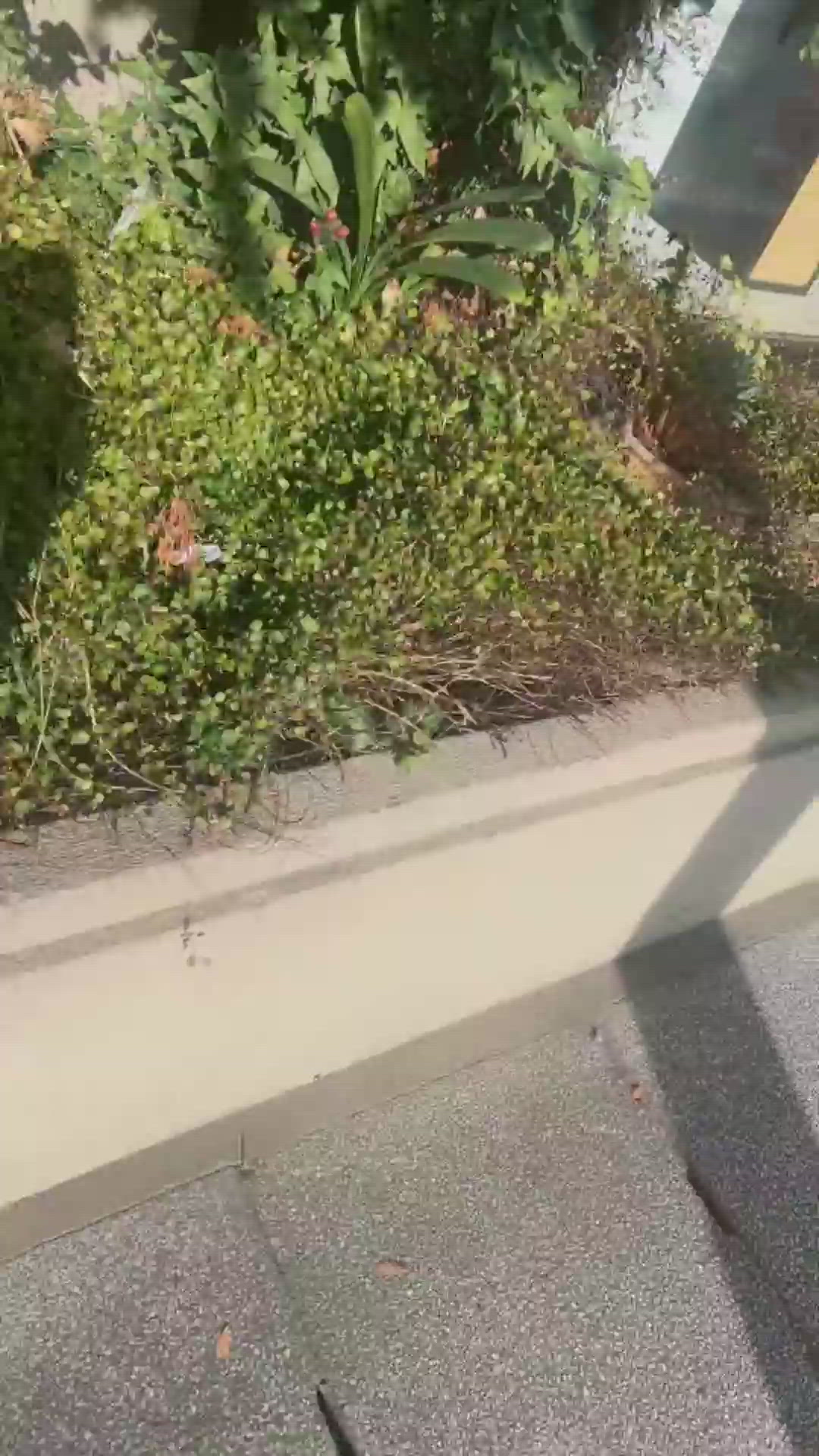 緑がずいぶん綺麗だなぁ