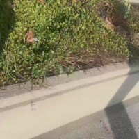 緑がずいぶん綺麗だなぁ