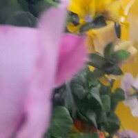 また花を買っちゃいました