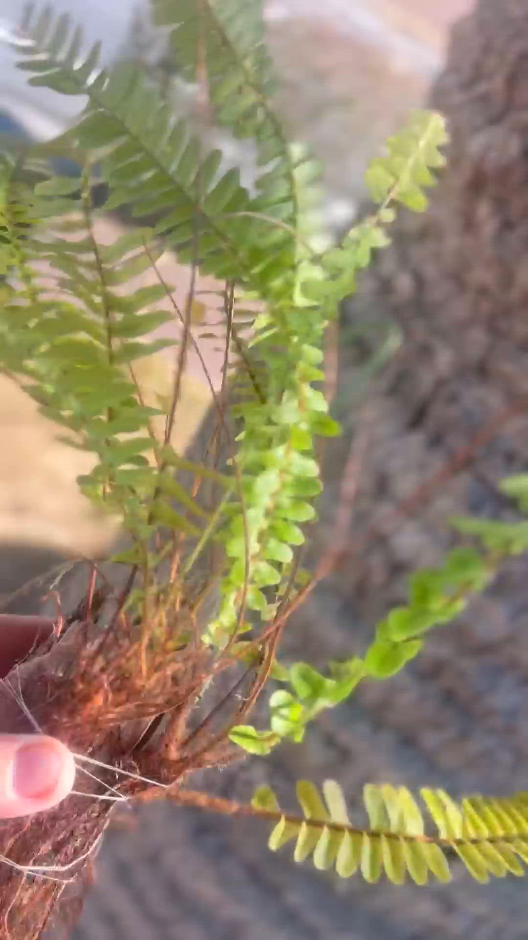 ちょうどやろうと思っていた。観葉植物を