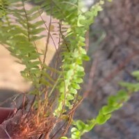 ちょうどやろうと思っていた。観葉植物を