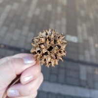 アメリカフウの、、、