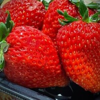 マジンガーT様へ