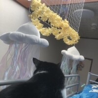 徹夜コース気味な最近…。