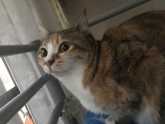 おはにゃん✰✰✰