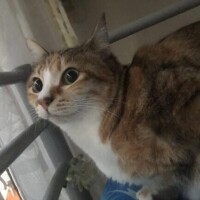 おはにゃん✰✰✰