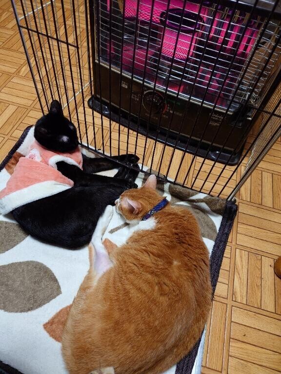 おはよう！ニャン様の為にストーブつける