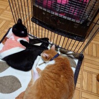 おはよう！ニャン様の為にストーブつける