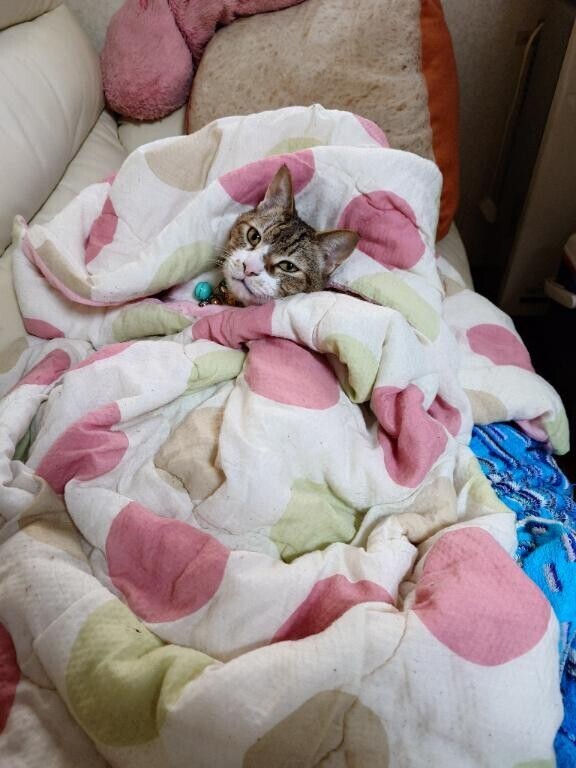 急遽、お休みします