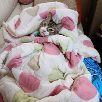 急遽、お休みします