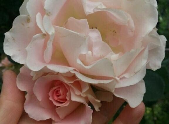 今日はお休みです