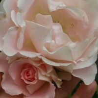 今日はお休みです