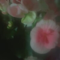 花のある暮らし