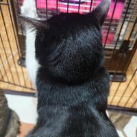 猫山【ねこやま】