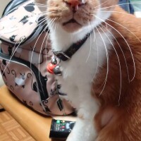 ごはーーーん！