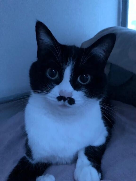 大流行…だって(´；ω；｀)