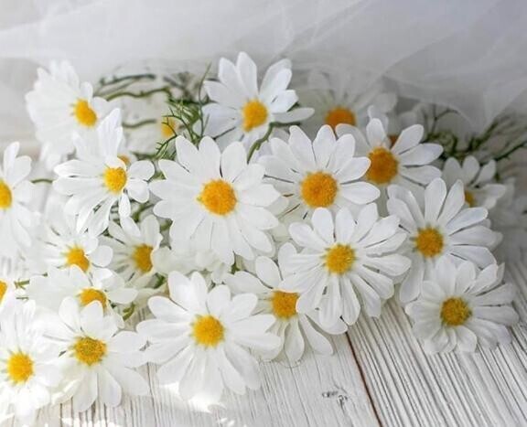 きゃわたん(´∀｀*)