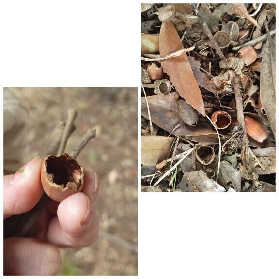 マテバシイ(どんぐり)