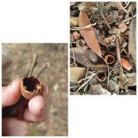 マテバシイ(どんぐり)