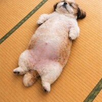 [お題]from:かっぱさん