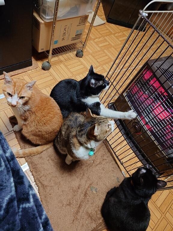 急遽、お休みします