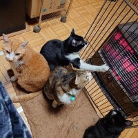 急遽、お休みします