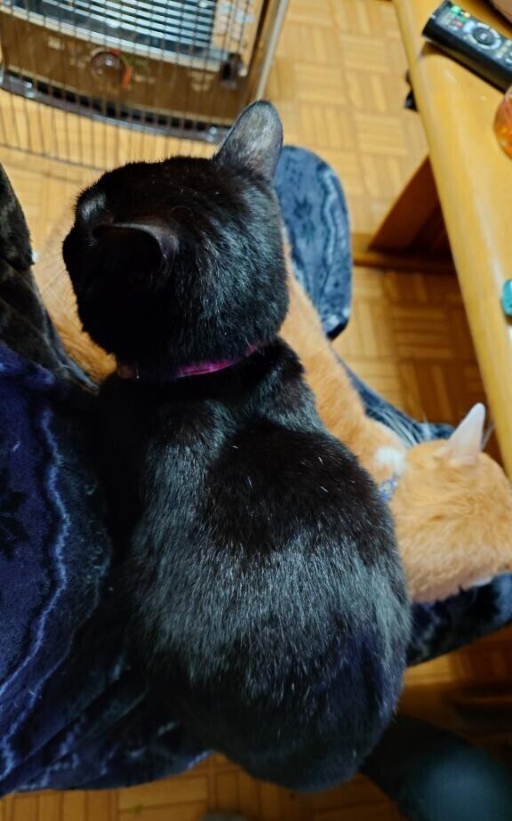 満員です、ポカポカですわ♡