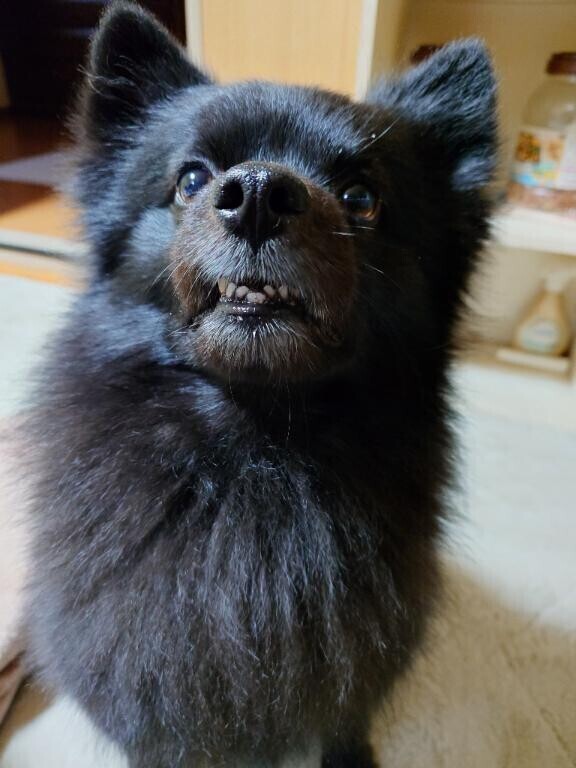 歯が見えてるよ(  ˙꒳​˙  )