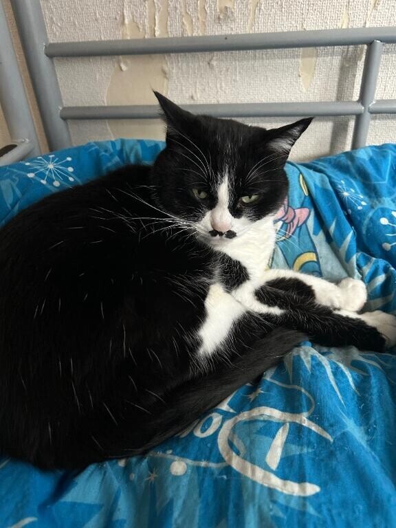 付き添いしてくれるにゃ♡