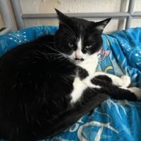 付き添いしてくれるにゃ♡