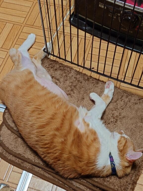 [お題]from:マックさん