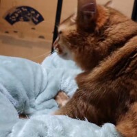 フミフミ、パン職人(*´ω｀*)