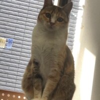 おはにゃん(*^-^*)