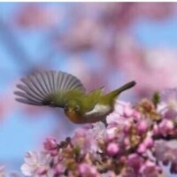 出勤予定出したよ〜♪♪