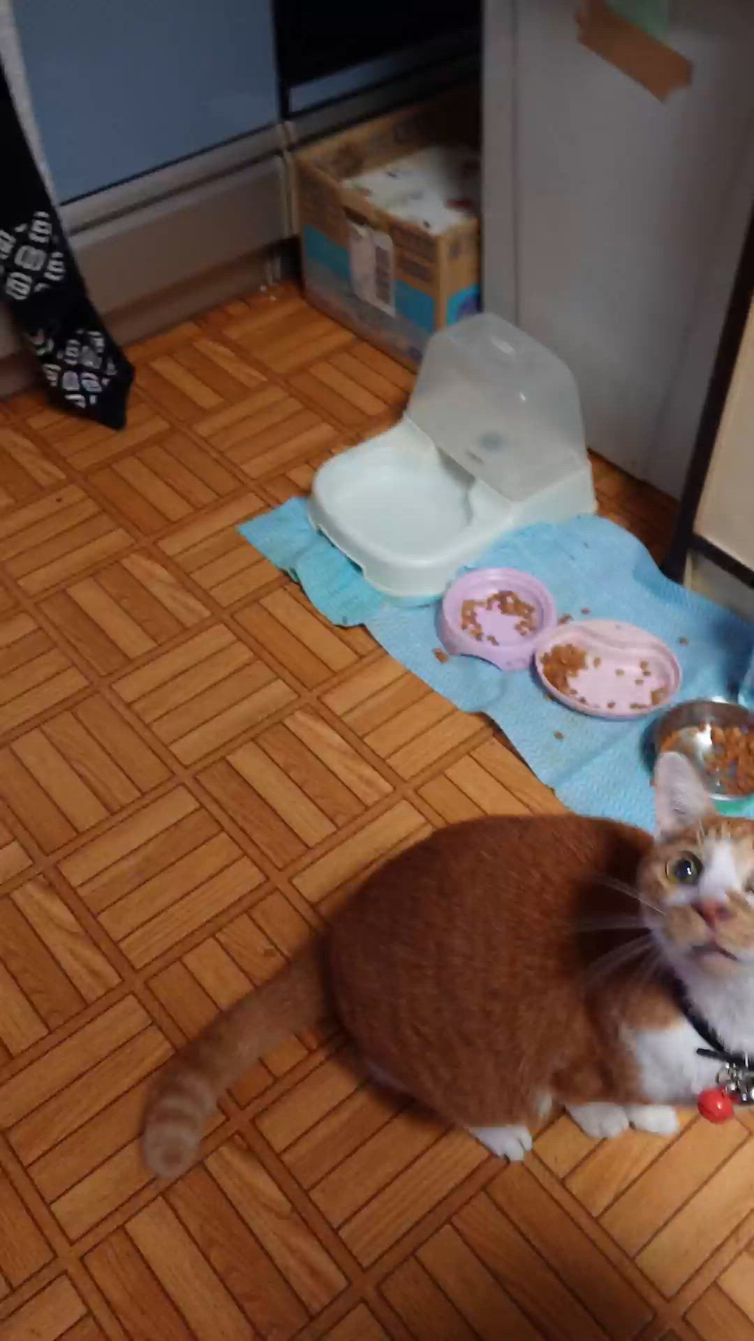 あっ……(´・ω・｀)