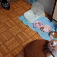 あっ……(´・ω・｀)