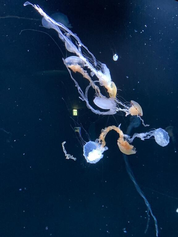 くだらない日記