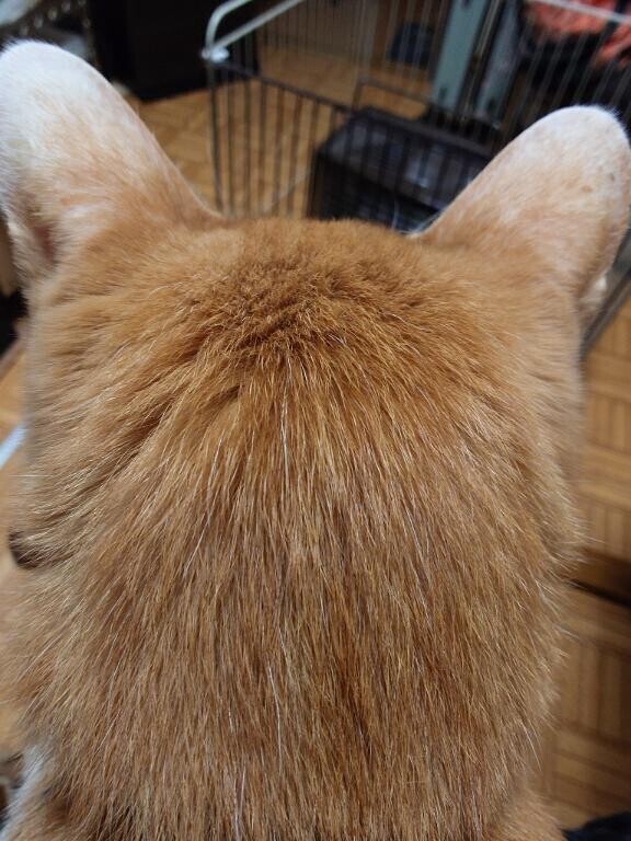 何でこんなに可愛いのぉぉぉお！！