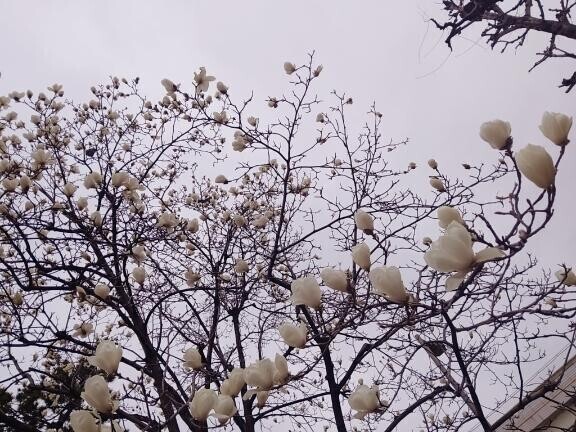綺麗だった~❁⃘*.ﾟ