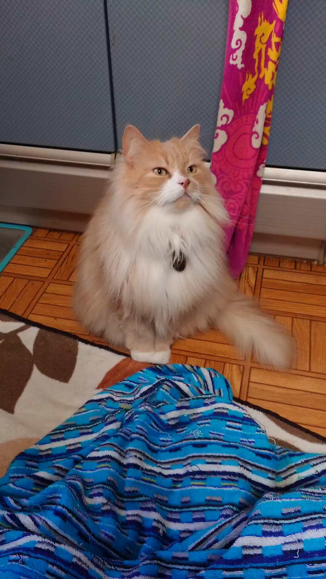 モジモジな末っ子(о´∀`о)