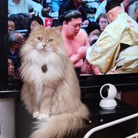 満足そうな顔してる！