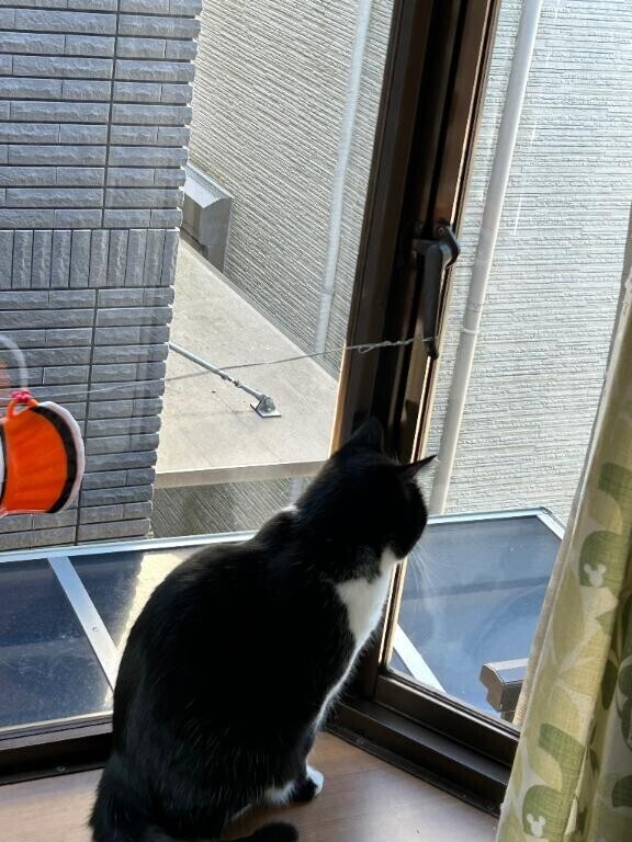 にゃんずと、イチャイチャ♡