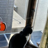 にゃんずと、イチャイチャ♡