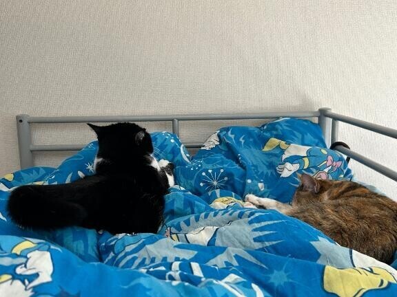 重たいにゃん…