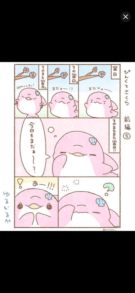 ピンクイルカちゃん(ぱちこちゃん)