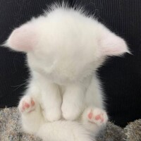 一夏【いちか】