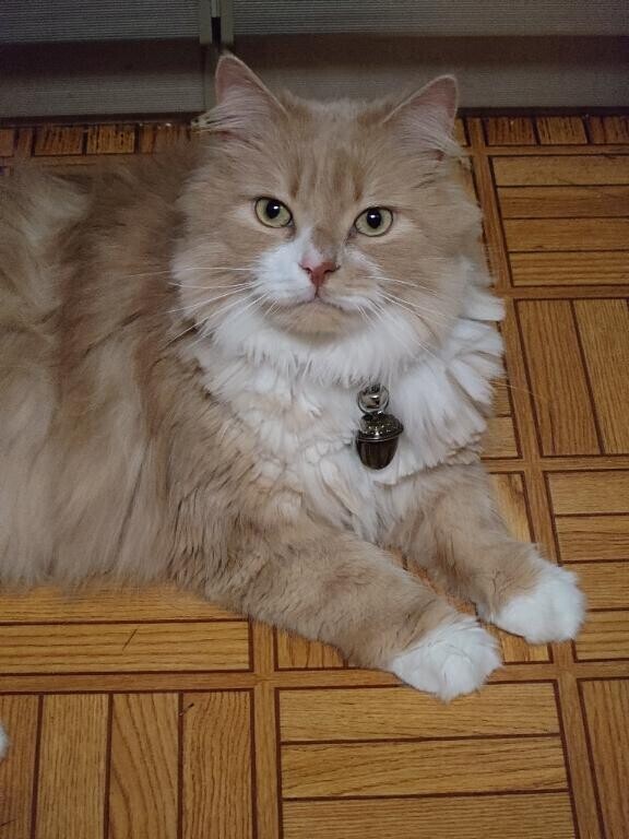 末っ子の虎刈り(*´艸`)