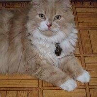 猫山【ねこやま】