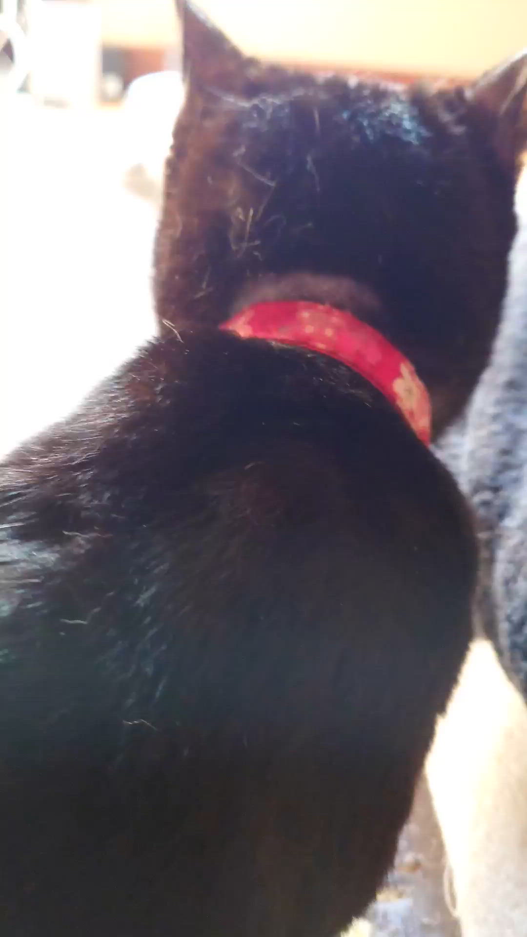 チョビ姫さまのおな～りぃー！！