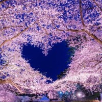 桜・さくら・サクラ